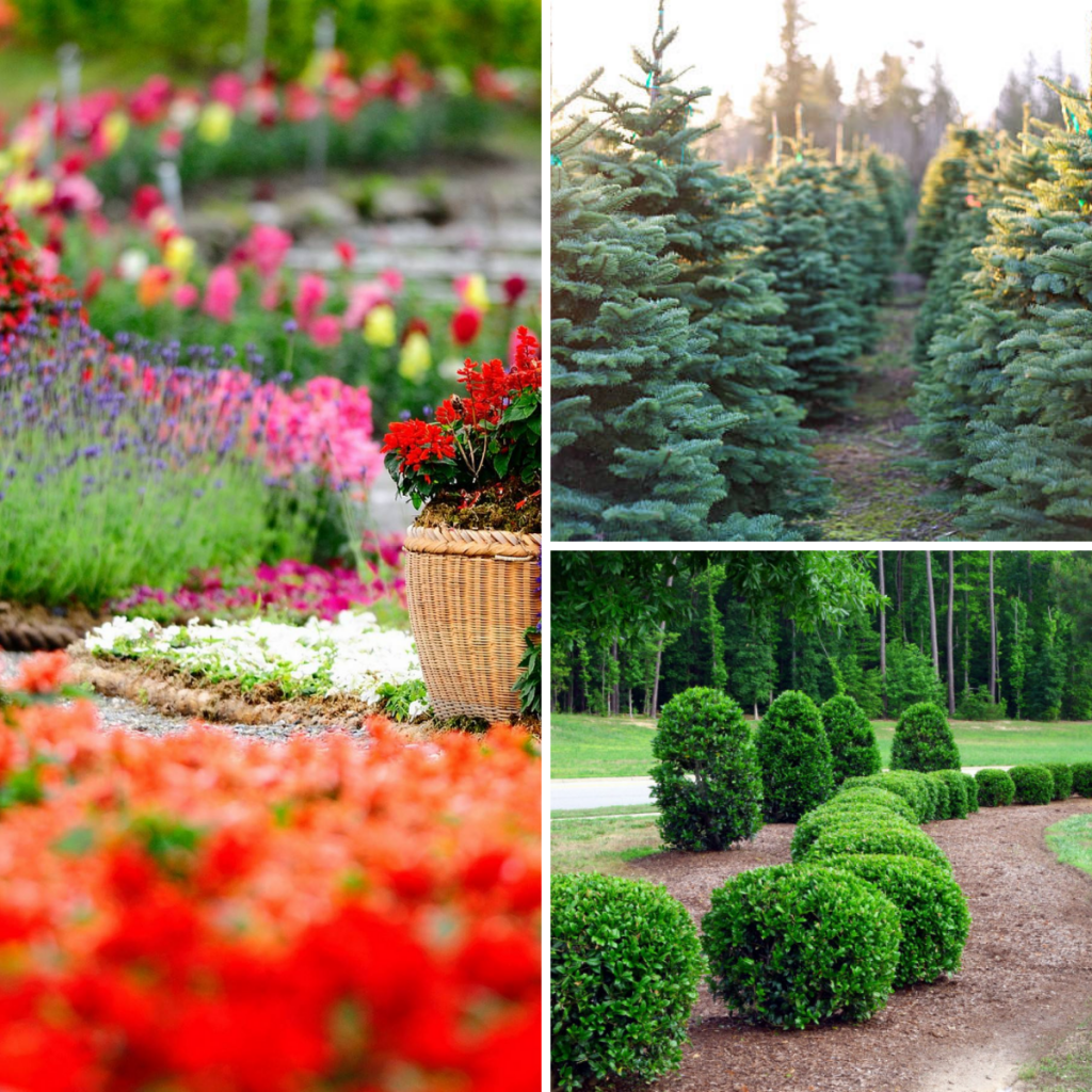 For Flowers and Ornamental Trees & Shrubs