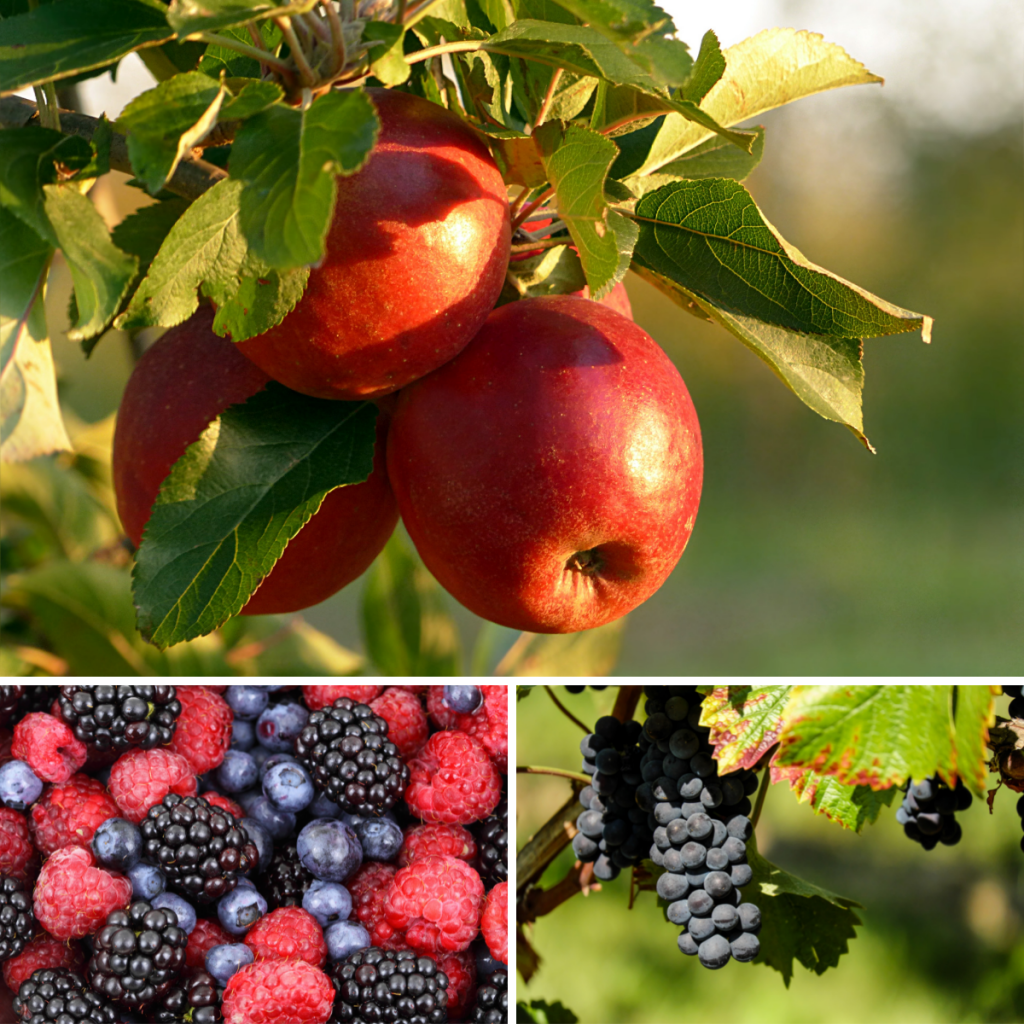 For Berry Crops and Fruit & Nut Trees