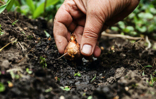 Planting bulb in conditioned soil
