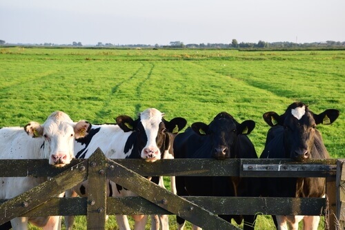cows along fence on farm